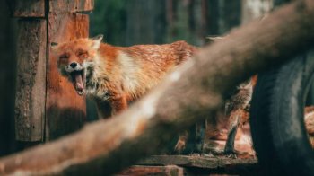 Фото: @arsenpetrovalex