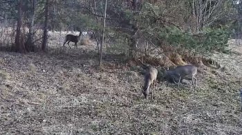 На Львівщині до відеопасток прикордонників потрапили олені та козулі