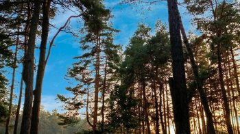 Депутати Львівщини знову розглядатимуть передачу угідь Хом’яку