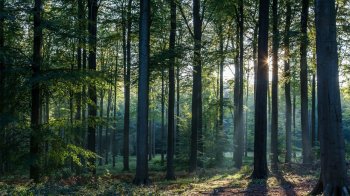 Лісовий заказник “Білий берег” через суд повернули у власність Львівської облради