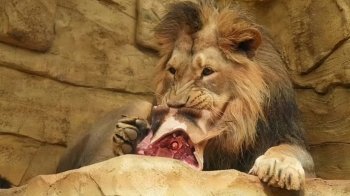 Зоозахисники в шоці: у Чехії працівники зоопарку нагодували лева мертвим жирафом