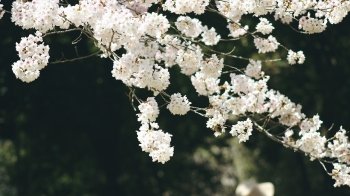 Якою буде погода 28 квітня, у четвер, на Львівщині