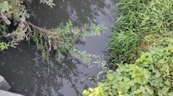 Річка Зубра