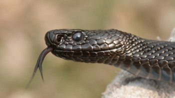 Через укус змії житель Дублян з анафілактичним шоком потрапив до реанімації