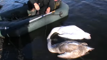 На Львівщині у загиблого в Західному Бузі лебедя виявили пташиний грип