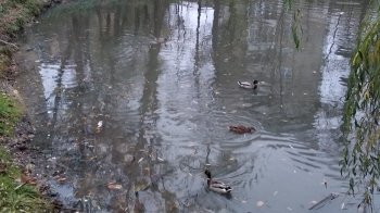 Смердить, а вода змінила колір: львів’яни скаржаться на забруднене озеро у Новому Львові