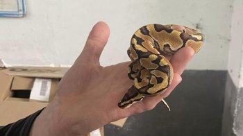 Королівського пітона у багажнику авто виявили митники на Львівщині