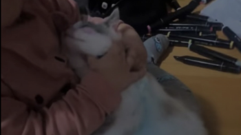 На Львівщині дівчинка розмалювала кота фломастерами і мати зняла на відео: поліція встановлює обставини