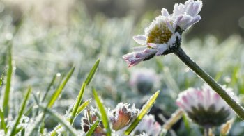 На Львівщину повертаються заморозки: температура вночі опуститься до -5