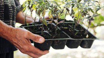 Посів помідорів на розсаду: коли сіяти томати у 2026 році, щоб отримати багатий урожай