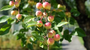 Синоптики розповіли, яким буде останній місяць літа