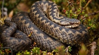 На Стрийщині змія вкусила 58-річного чоловіка