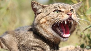 Через сказ тварин у селі на Львівщині запровадили карантин