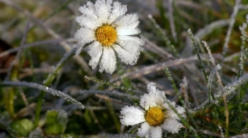 У Львові та області 14 травня прогнозують сильні заморозки