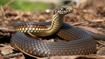 фото умовне