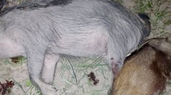 У полі на Львівщині браконьєр вбив двох самок кабана