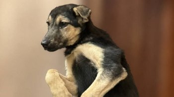 Туристи привезли з гори Пікуй на Львівщину собаку зі сказом