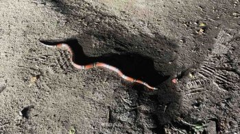 У Львові рідкісна змія втекла із Екоцентру: людей просять бути обережними