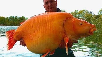 Британський рибалка спіймав одну з найбільших у світі золотих рибок: як виглядає унікальний улов