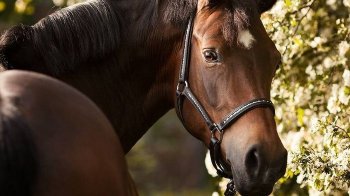 Суд покарав господаря коня, який через ґедзів в’їхав бричкою у Peugeot на Львівщині