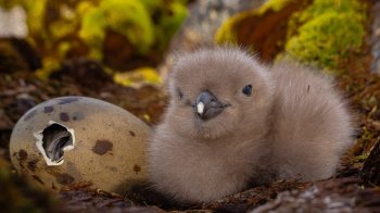 Українські полярники показали фото новонароджених пташенят поморників