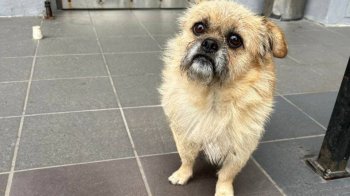 Львів’янин побив собаку на Сихові: поліцейські виявили зловмисника