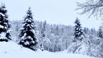 Негода на Львівщині знеструмила майже 50 населених пунктів