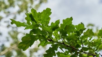 У Львові може з’явитися пам’ятка природи «Сихівський дуб»