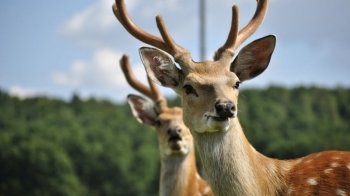 Мешканців області запрошують на прогулянку до плямистих оленів та палацу архиєпископів