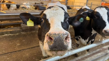 На Стрийщині запрацювала сучасна ферма вирощування рогатої худоби за 65 млн грн