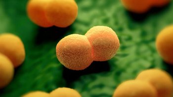 Менінгококова інфекція: на Львівщині зросла кількість хворих