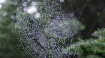 Дослідникам вдалося перетворити павутину на музику: як вона звучить