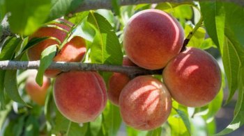 На Львівщині чоловік вирощує понад 100 сортів персика: які саме та що радить спеціаліст