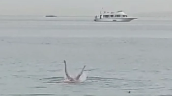 Вилучено рештки росіянина з черева акули, яка загризла його в єгипетській Хургаді