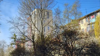 «Гілка впала на 75-річну жінку»: львів’яни просять зрізати високі та сухі дерева