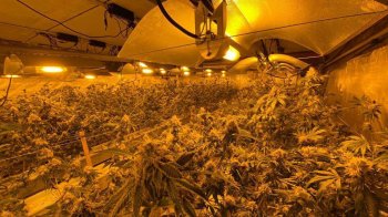 Викрили міжрегіональну злочинну організацію з виробництва наркотиків, яку прикривали правоохоронці