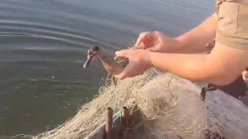 Добротвірське водосховище: з сіток врятували каченя та рибу