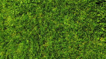 У Львові витратять майже 3 млн грн на косіння газонів перед зимою