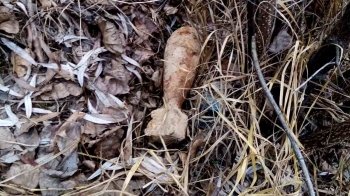 Небезпечна прогулянка: на Львівщині знайшли боєприпаси часів Другої світової