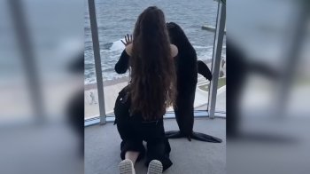 Скандал з блогерами і морськими котиками: поліція відкрила справу проти дельфінарію