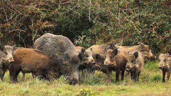 На Львівщині у трьох селах оголосили карантин через африканську чуму свиней
