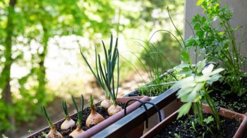 Як створити міні-город у квартирі