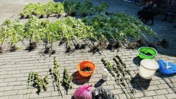 Мешканець Львівщини організував вирощування та збут коноплі у двох областях України