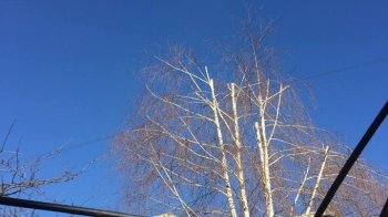 У Львові просять обрізати дерево, в якому заплутались дроти радіо