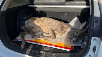 У Великих Грибовичах місцеві знайшли поранену козулю