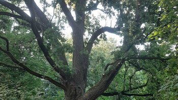 Львівʼянка просить Міністерство захисту довкілля перевірити законність обрізання 400-річного дуба