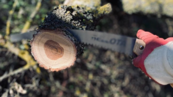 Сусід здав поліції: за вирубку смереки на Львівщині — штраф 25 тис