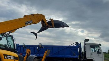 Чорноморські дельфіни можуть повністю зникнути: науковці розповіли чому і коли