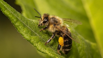 факти про бджіл та мед