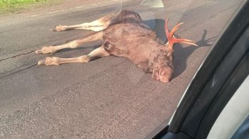 Екоінспекція Львівщини вимагає 130 тис. грн за збитого на трасі лося